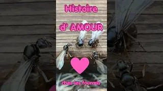Miniature : Histoire d'amour : chez les fourmis 🩷