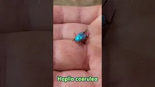 Miniature : Rencontre avec le Petit scarabée bleu... (Hoplie Bleue)