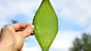 Miniature : La photosynthèse : à quoi ça sert?