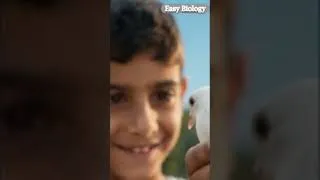 Miniature : Palestine soon incha'allah 🇵🇸 ❤️ #freepalestine #shorts #palestine #reels #viral #video #shorts