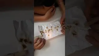 Miniature : Message secret option sciences 2019