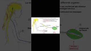 Miniature : Le toucher #shorts