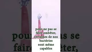 Miniature : 🔬 - vous êtes pleins de bactéries !