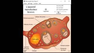 Miniature : L'appareil reproducteur de la femme
