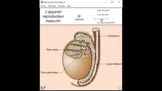 Miniature : L'appareil reproducteur de l'homme