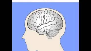 Miniature : Du cerveau au neurone