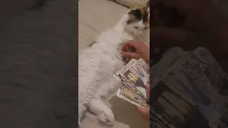 Miniature : Cartes ATC nouvelles #atc #creation #carte #atccards #chat #cat #cute#kitten