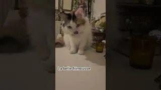 Miniature : Le chat Moka et gourmandises #cat # #chat #cute #chatmignon #cutecat #lifecat #shortsvideo #shortcat