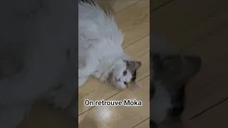 Miniature : Chat Moka est de retour #cat #chat #cute #vlog #chatmignon#cutecat #catlife#videodechat #pets