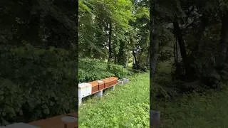 Miniature : Je quitte mon bureau gaming pour la nature et mes amis les abeilles