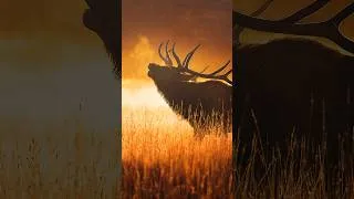 Miniature : Du 21 septembre au 1er octobre 2026 je vous emmène en voyage photo à Yellowstone