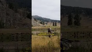 Miniature : Impossible de photographier ce genre d’endroits à Yellowstone sans guide…