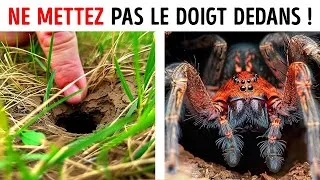 Miniature : Quels Sont les Dangers du Venin de L'araignée Jaune ?