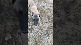 Miniature : Pas besoin de rappeler mon chien pour qu'il me rejoigne