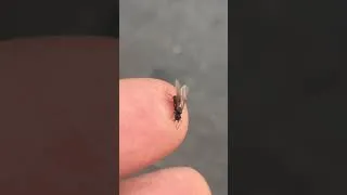 Miniature : J'vous preséte Pedro mon amie la fourmis 🐜