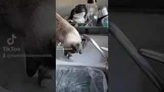Miniature : un qui chat qui s'amuse avec de l'eau