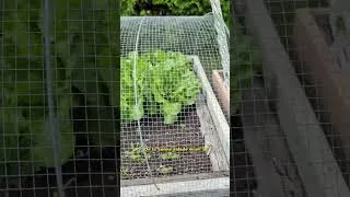 Miniature : Notre salade a bien poussé 💞😘 test 60 fps #quebec #joliette #fyp #garden #shorts
