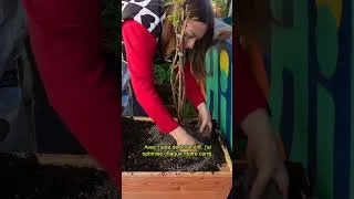 Miniature : Transformer une cour bétonnée en jungle comestible CHALLENGE ACCEPTED