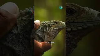 Miniature : 3 bonnes nouvelles sur les animaux à découvrir
