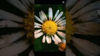 Miniature : #photoshoot #macro au #canon RF 100mm F2.8 Macro | Canon R6