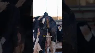 Miniature : Rendez vous demain à 14h sur ma chaîne 🐄🥛🚜