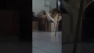 Miniature : Gogo emménage !!!!!