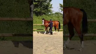 Miniature : Un exercice à essayer  #horse #cheval