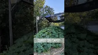Miniature : Aperçu des jardins en pleine canicule qui n'en finit pas