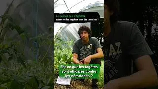 Miniature : L'association tagète et tomate - Le conseil des 4 Saisons