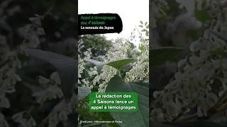 Miniature : La renouée du Japon - Appel à témoignages des 4 Saisons