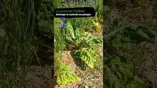 Miniature : Arrosage et canicule, quand est-ce que vos plantes ont besoin d'eau ? Le conseil des 4 Saisons.