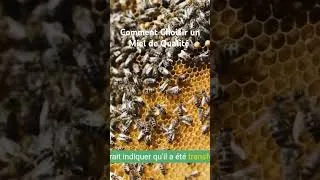 Miniature : Comment Choisir un Miel de Qualité : Guide Pratique
