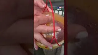 Miniature : Mouches, fourmis... Ces insectes qui prolifèrent dans nos maisons avec les fortes chaleurs｜TF1 INFO