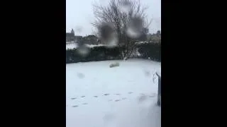 Miniature : Ascot dans la neige par Éloïse.