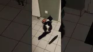 Miniature : My cat is afraid of cucumber 🙀🥒