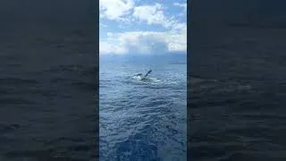 Miniature : La baleine nous salue avant de plonger au large de l île de la Réunion