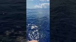 Miniature : Requin TIGRE et BALEINE se passent le bonjour