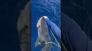 Miniature : Joli requin tigre de 130 kg