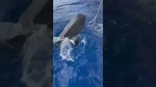 Miniature : Le requin TIGRE en plein combat