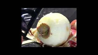 Miniature : 1898's apple peeler !