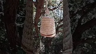 Miniature : Je dépose les ruches de biodiversité en forêt #bee #honey #abeille #ruche #biodiversity