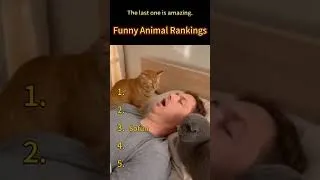 Miniature : Funny Animals 😂