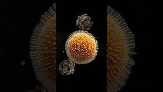 Miniature : Pourquoi le pollen est pire en ville ?