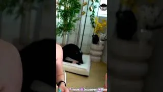 Miniature : Un animal pas très ordinaire