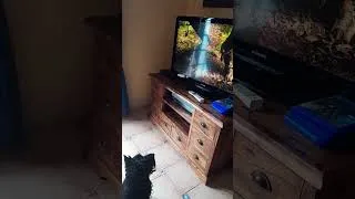 Miniature : Mon chien se cultive en regardant un documentaire sur l’ère des dinosaures !!!