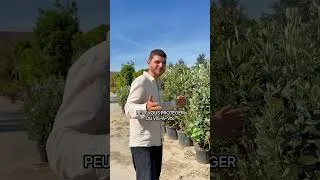 Miniature : 5 plantes pour créer un jardin méditerranéen ☀️
