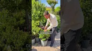 Miniature : Comment créer un massif japonais dans son jardin ?
