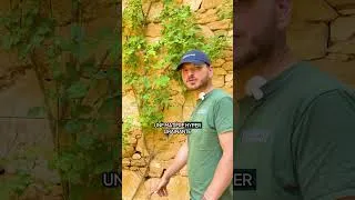 Miniature : Rosier grimpant sur un mur : conseils de plantation et d’entretien