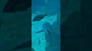 Miniature : les dents la mer#pairidaiza #zoo
