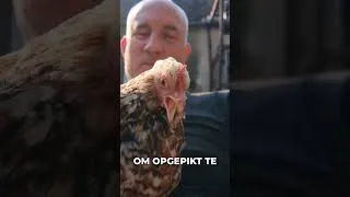 Miniature : I Built A Wall For My Guest Bedroom and Chicken Mayhem! Ep150